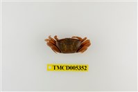 藏品(弧邊管招潮蟹)的圖片